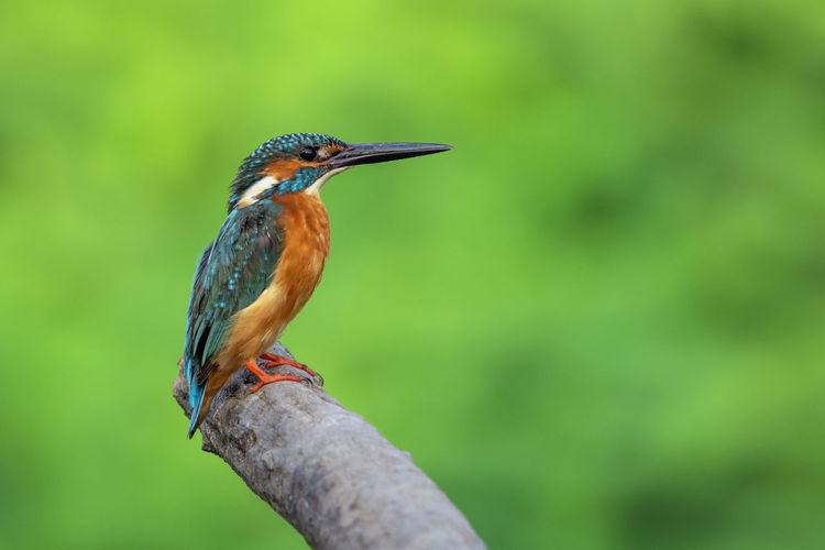Image of common kingfisher alcedo atthis perched on a branch on nature background. bird. animals.
