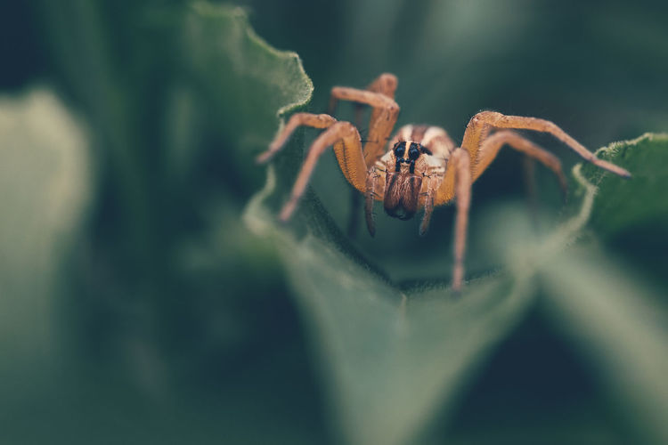 Close-up of spider on green plant