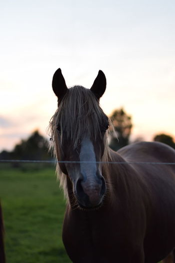 Portrait of horse on field against sky during sunset