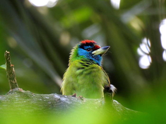Close-up of blue-throated barbet perching on branch