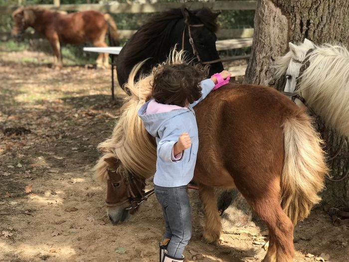 Little girl brushing the horse pony