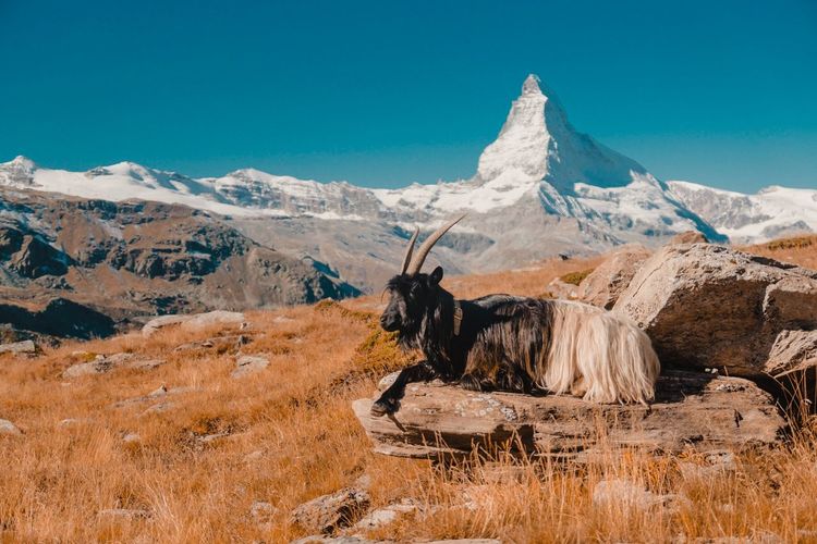 Goat resting on mountain against clear blue sky during sunset