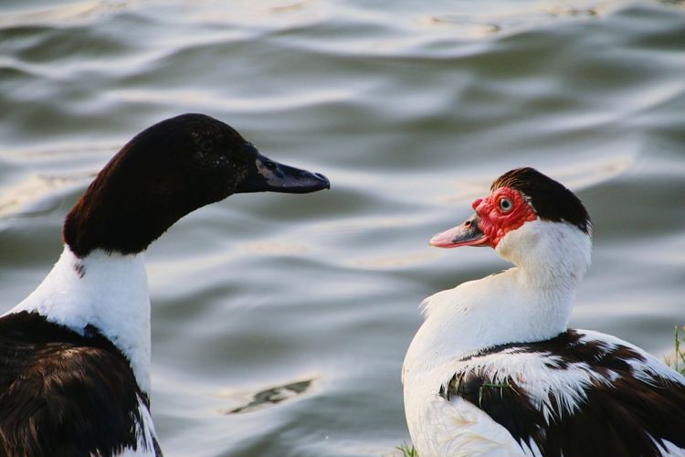 Muscovy ducks by rippled lake
