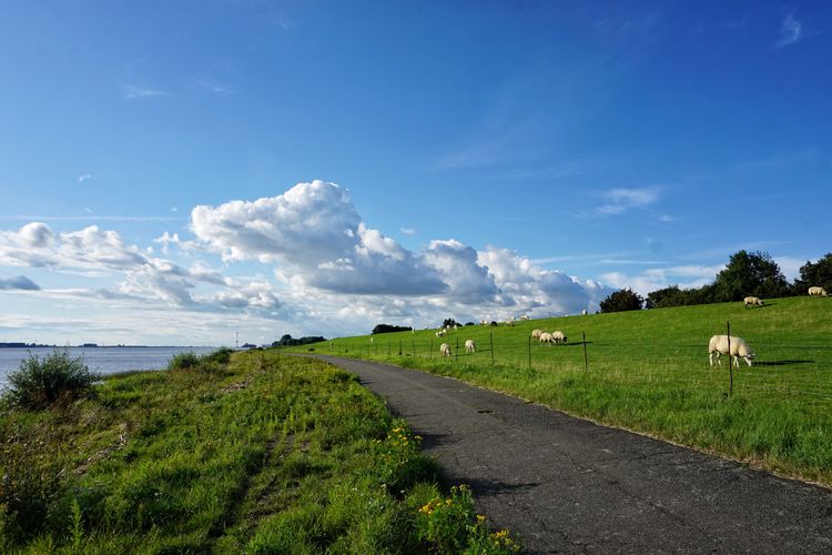Scenic view of road amidst field against sky