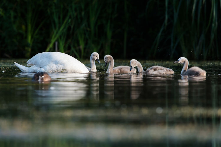 Family of mute swan, cygnus olor on a feeding ground with young at dawn