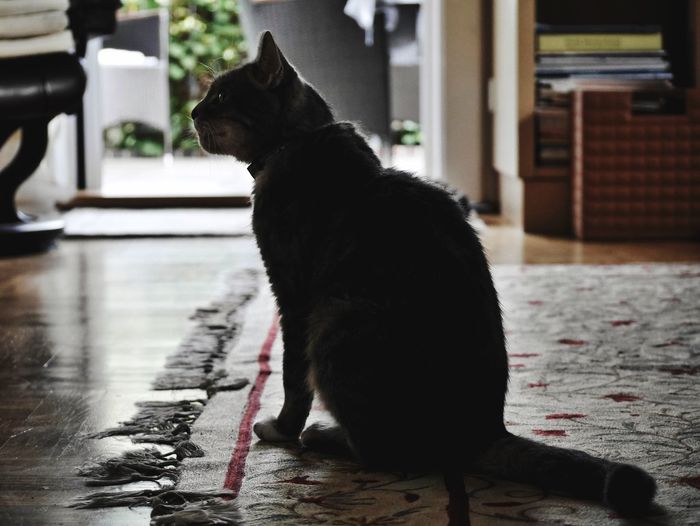 Cat looking away while sitting on floor at home