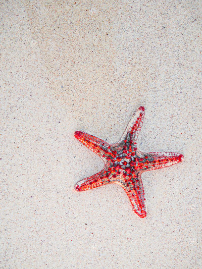 Starfish in sea