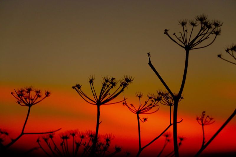 Low angle view of silhouette plants against orange sky during sunset
