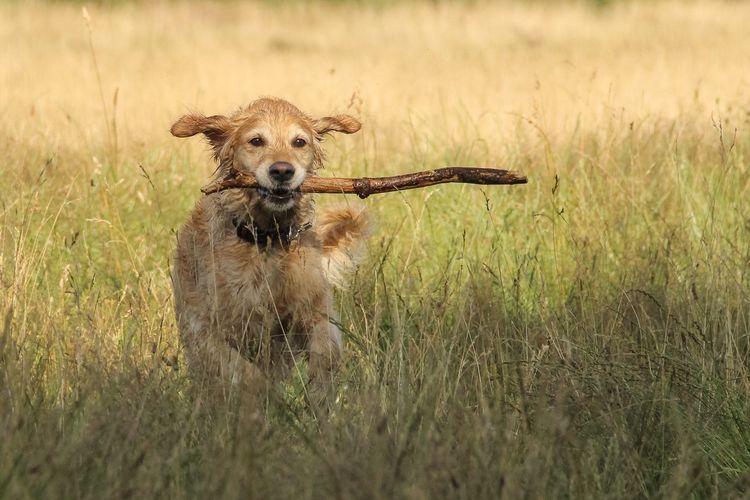 Portrait of golden retriever carrying stick on grassy field