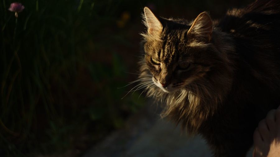 Close-up of cat
