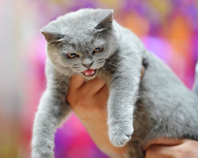 Close-up of british shorthair cat held by owner