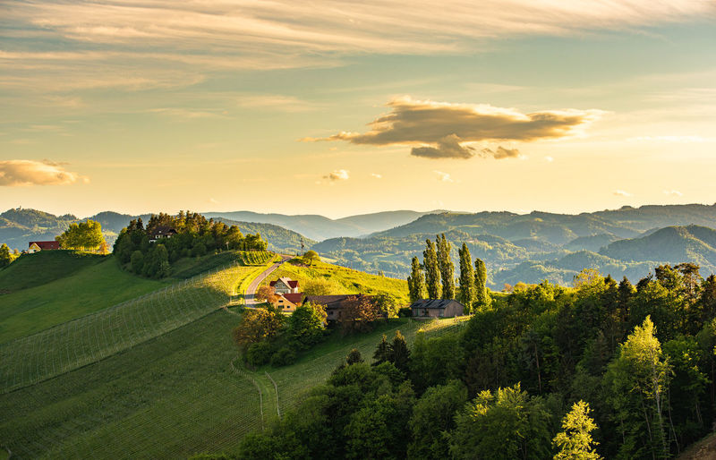 South styria vineyards landscape, near gamlitz, austria, europe. grape hills view from wine road 