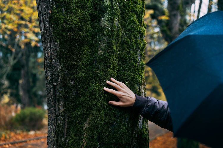 Cropped hand of person with umbrella against tree
