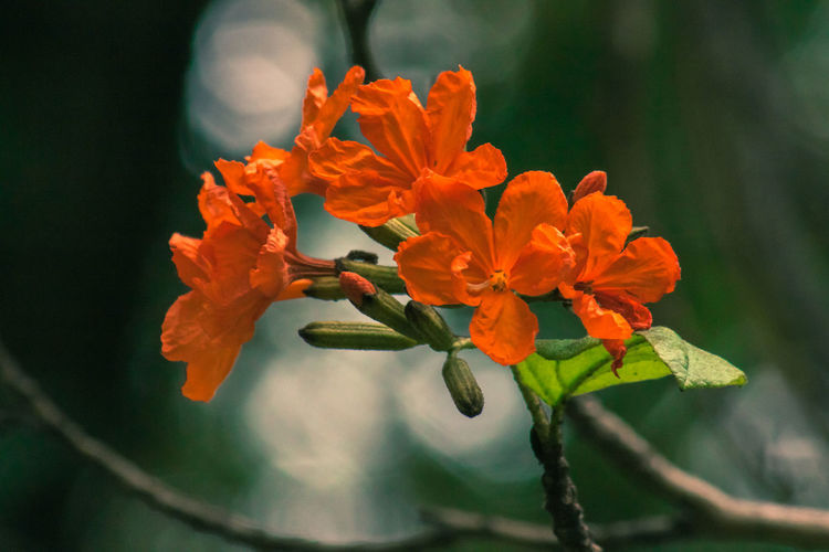 flower