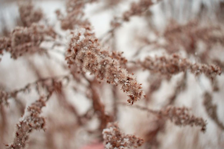 Close-up of snow on  a dead plant.