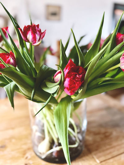 Close-up of flowers on table