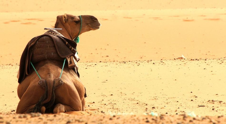 Camel resting in the desert