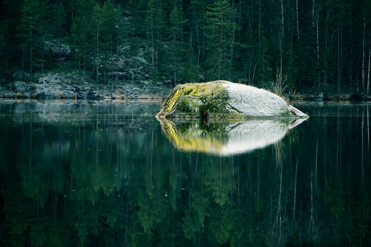 Scenic view of rock in lake against trees in forest