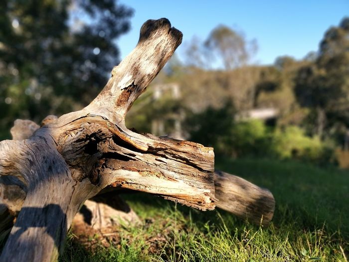 Close-up of driftwood on field
