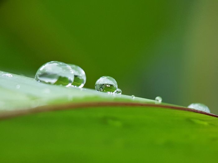 Close-up of raindrops on green leaf
