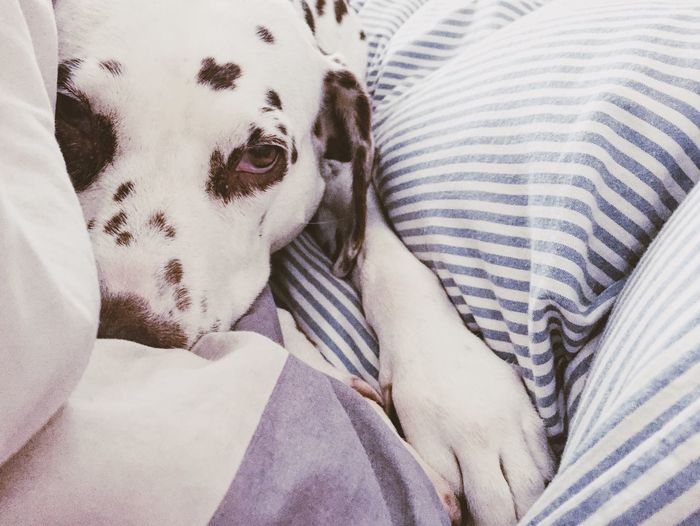 Close-up of dalmatian dog resting on bed