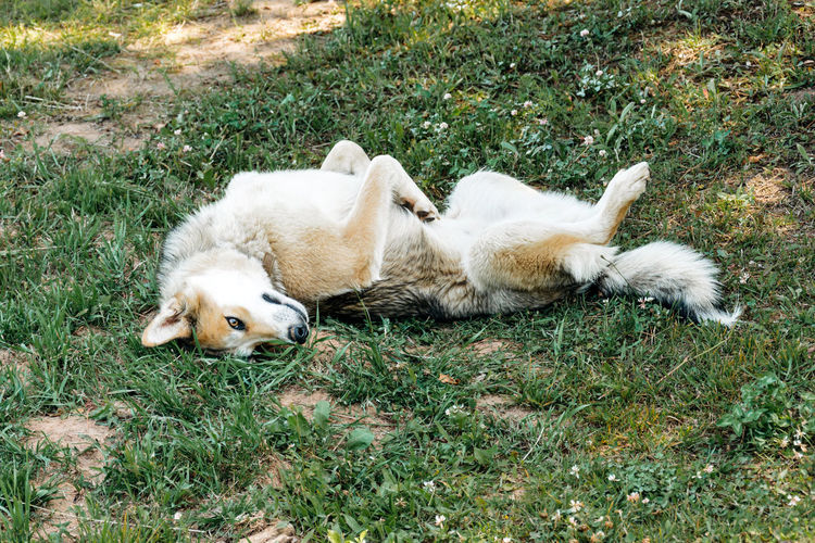 Beautiful domestic siberian dog on the summer grass