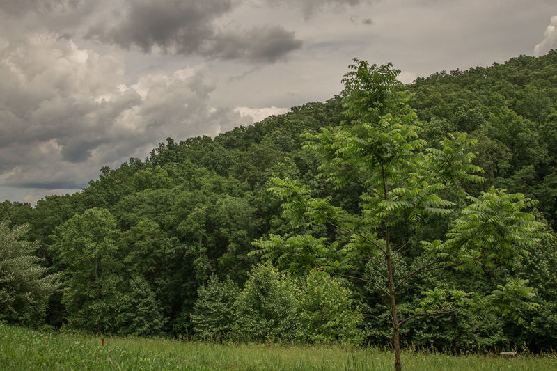 Trees on landscape against sky