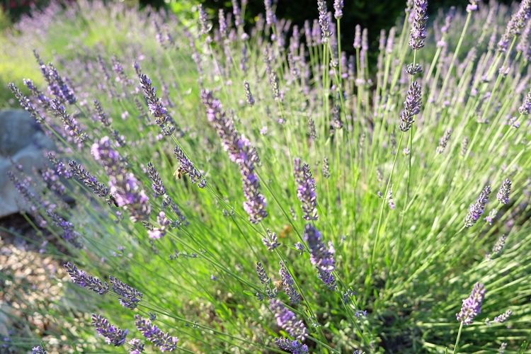 Close-up of lavender plants on field