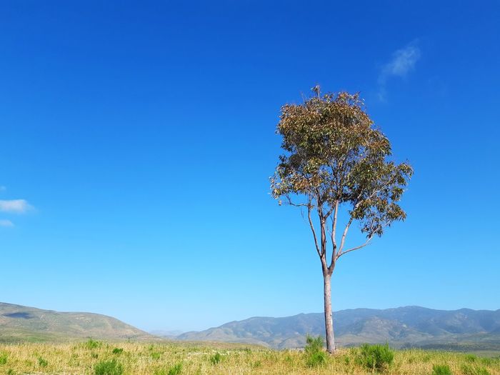 Tree against clear blue sky