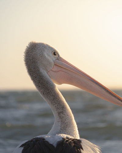 Close-up of swan in sea against sky