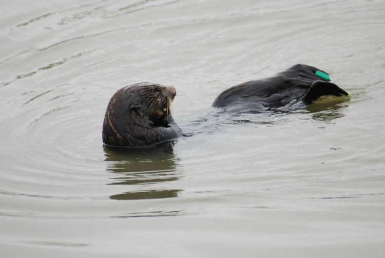 Sea otter, moss landing ca