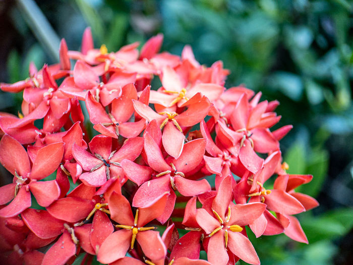 Close-up of red flowering plant
