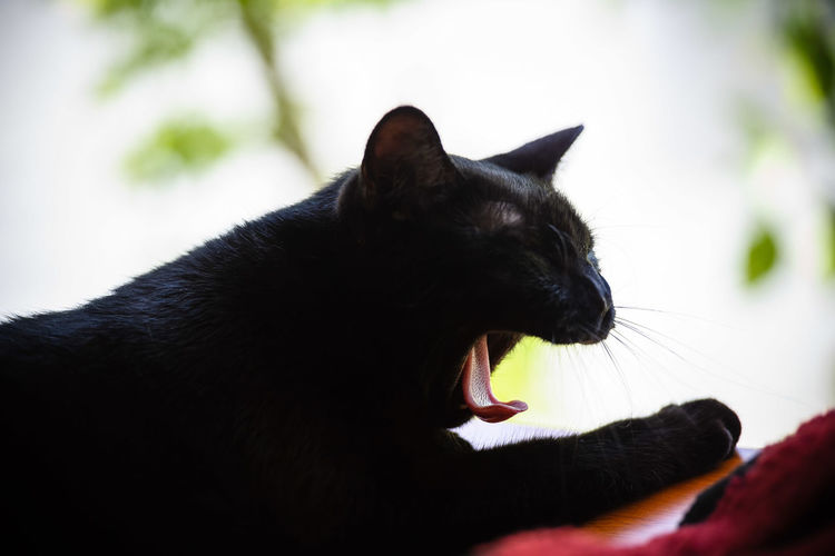 Close-up of cat yawning against sky