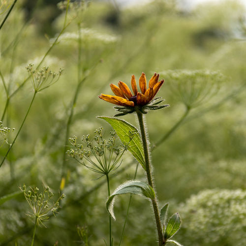 Close-up of flowering plant