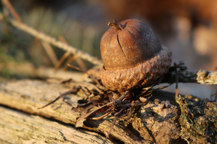Close-up of acorn on wood in spring