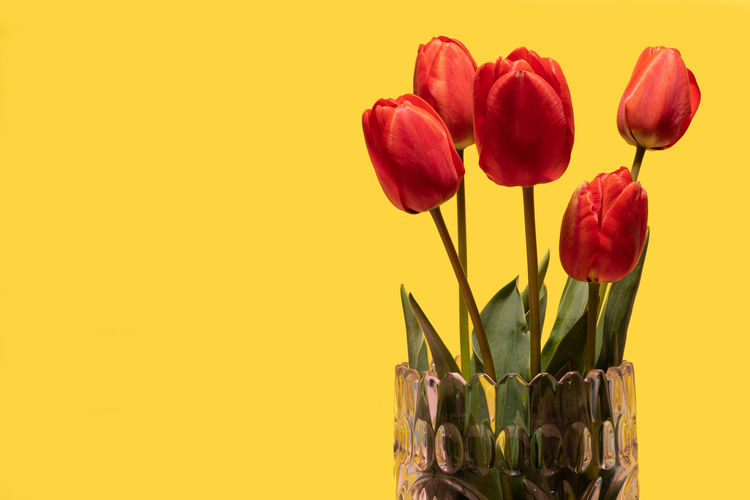 Close-up of red tulips in vase against yellow background
