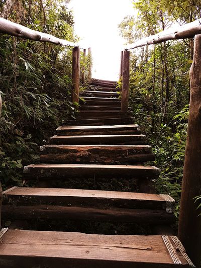 Steps leading towards forest