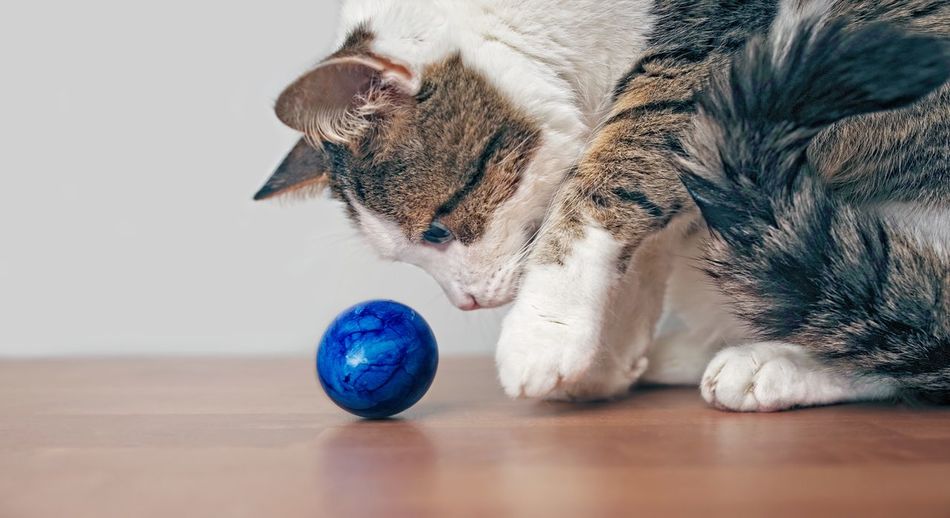 Close-up of cat with ball on table