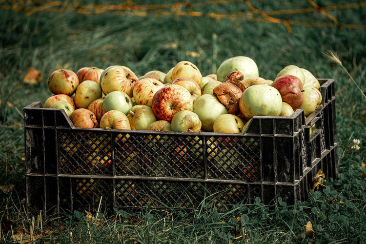 View of apples in a box on the field 
