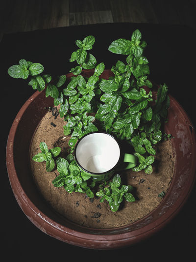 High angle view of vegetables in bowl on table