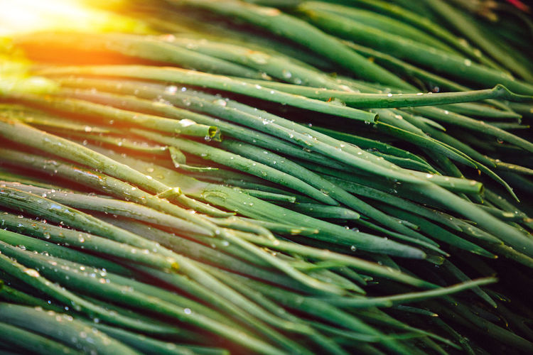 Green onions or leeks at farmers' market