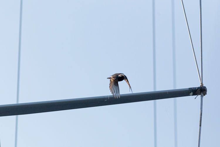 Wagtail taking off from the mast of a sailboat