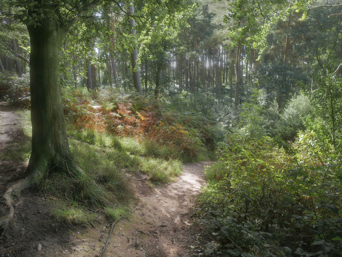 Trees in forest