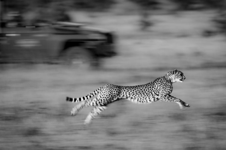 Mono slow pan of cheetah racing truck