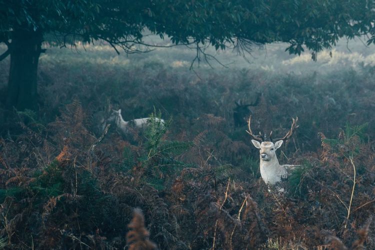 View of deer on field