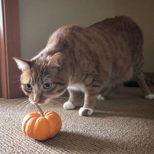 Cat looking at pumpkin