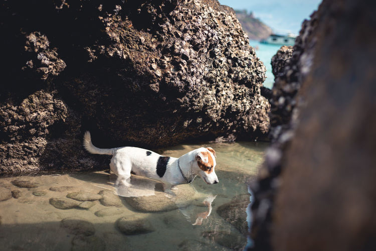 Dog standing on rock by sea