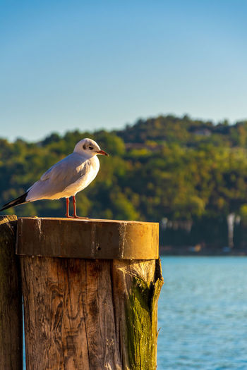 Seagull perching on wooden post against sky