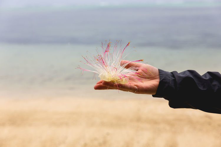 Close-up of hand holding plant at beach