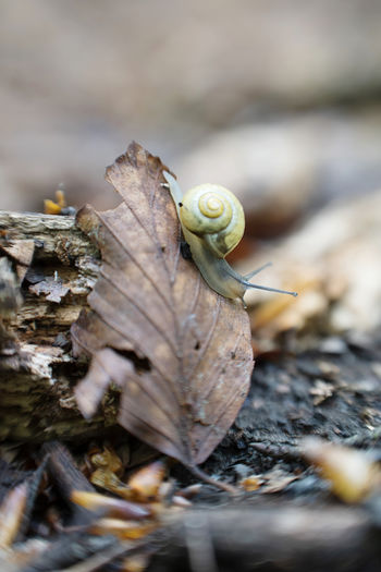 snail
